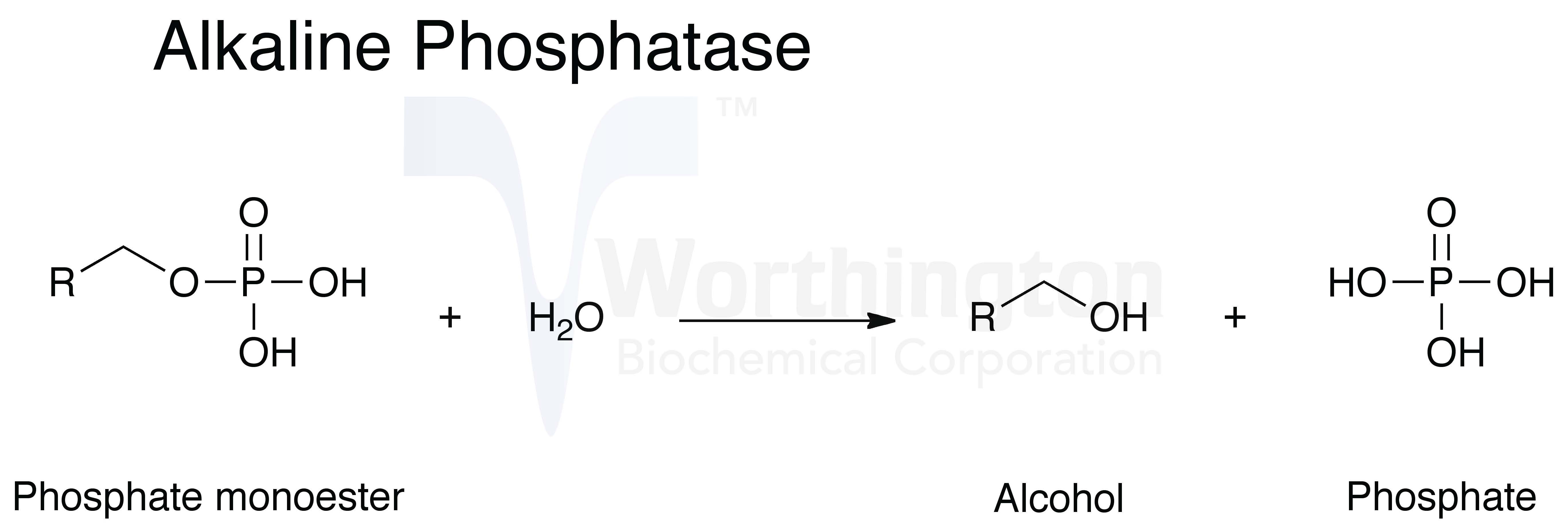 Фосфатаза. Щелочная фосфатаза реакция. Щелочная фосфатаза формула. Щелочная фосфатаза формула химическая. Щелочная фосфатаза катализирует реакцию.