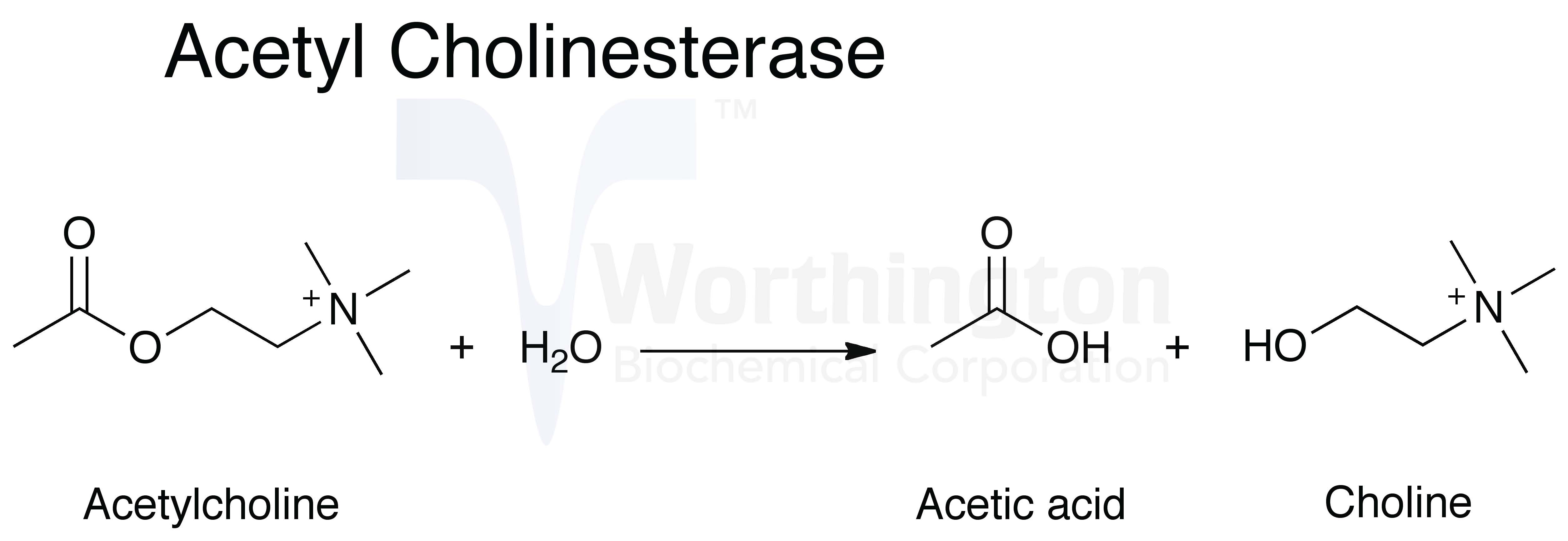 acetylcholinesterase chemical structure
