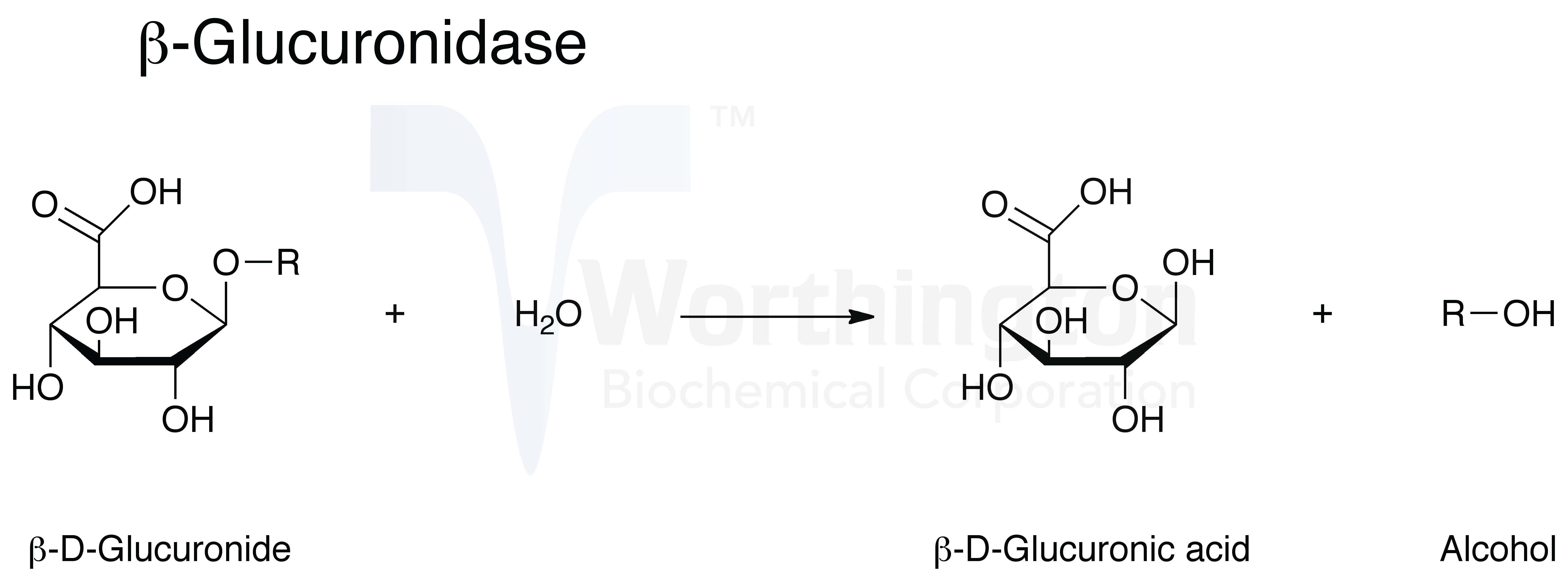 Glucuronidase Beta Worthington Enzyme Manual 2673