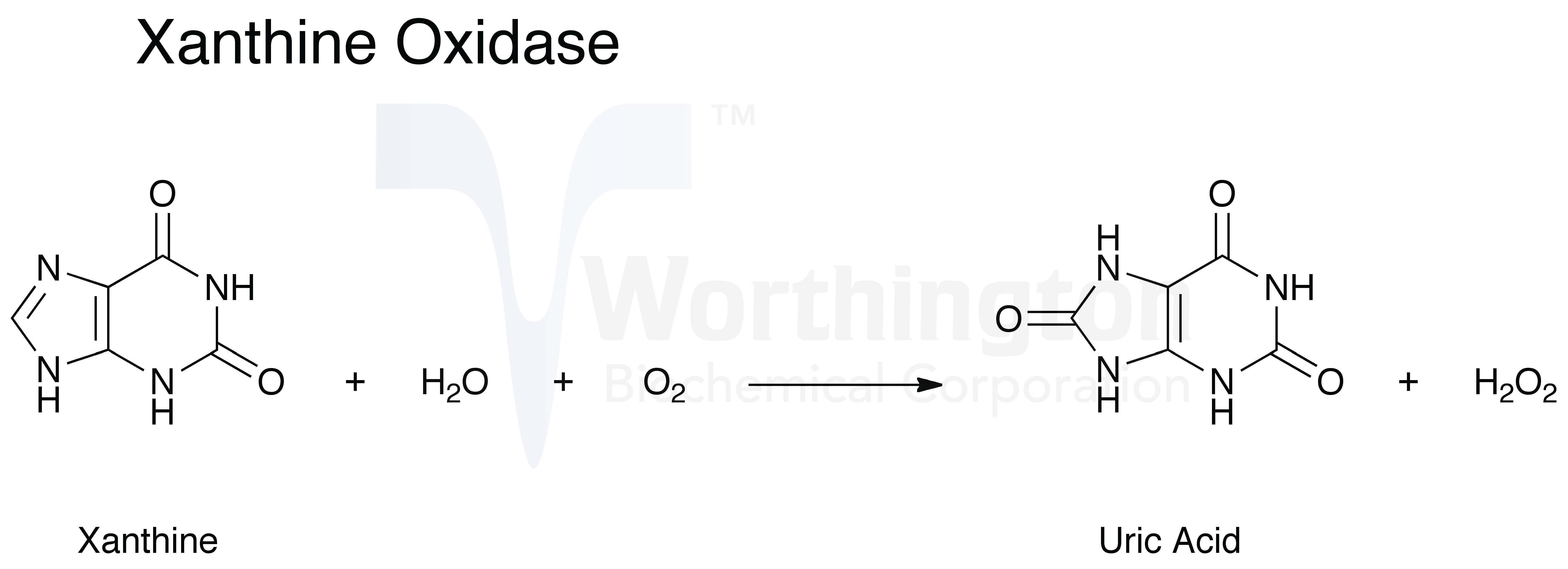 Xanthine Oxidase Worthington Enzyme Manual 6694